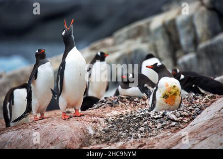 Nahaufnahme einer Gruppe von Gentoo-Pinguinen, die auf ihren Felsennestern Platz nehmen Stockfoto