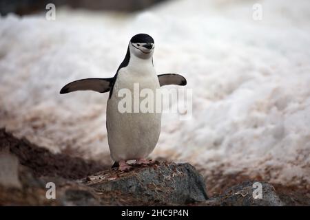 Nahaufnahme eines Chinstrap-Pinguins auf dem Felsen in der Antarktis mit verschwommenem Hintergrund Stockfoto