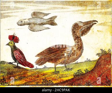 COK-FISCH, PELIKAN und SPECHT - 1840 Vintage gravierte Illustration mit Originalfarben und Unvollkommenheiten. Stockfoto