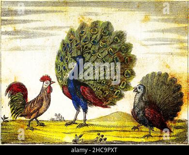 PFAU, INDISCHER COK und DOMESITC COK - 1840 Vintage gravierte Illustration mit Originalfarben und Unvollkommenheiten. Stockfoto