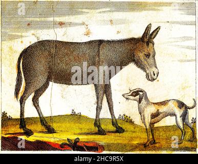 ESEL und HUND – 1840 Vintage graviert Illustration mit Originalfarben und Unvollkommenheiten. Stockfoto