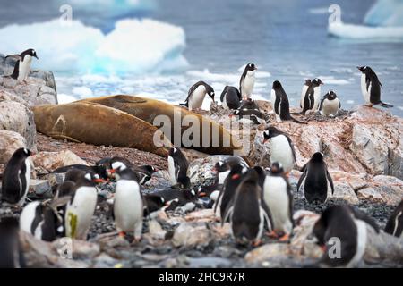 Blick auf viele Gentoo-Pinguine, die auf einem hohen Felsen neben den Seehunden der Elefanten in der Antarktis stehen Stockfoto