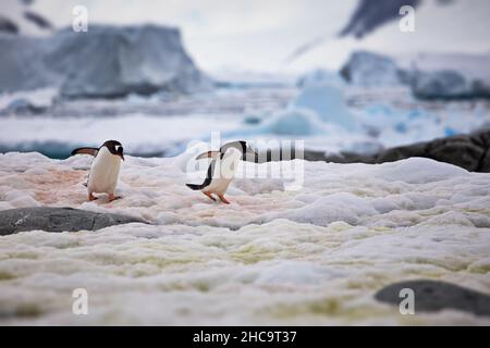 Shallow Focus Aufnahme von zwei Gentoo-Pinguinen, die auf Schnee mit Eisbergen und Meer im Hintergrund laufen Stockfoto