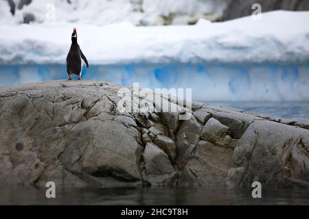 Kopf auf Pinguin mit Ö…Zean und dicke Schicht Schnee auf dem Hintergrund Stockfoto