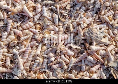 Draufsicht auf einen Haufen gebrochener Muscheln auf einem Muschelfriedhof in der Nähe von Ankaran, Slowenien Stockfoto