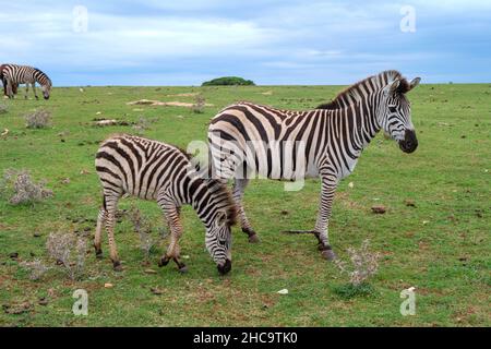 Mutter und Fohlen Zebra auf einem Feld im Nationalpark Brijuni, Istrien, Kroatien Stockfoto