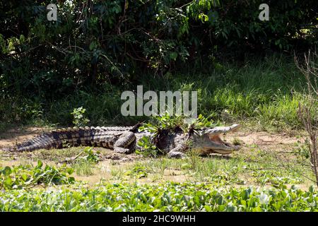 Nilkrokodil (Crocodylus niloticus), Foto wurde auf dem Kazinga-Kanal in Uganda aufgenommen Stockfoto