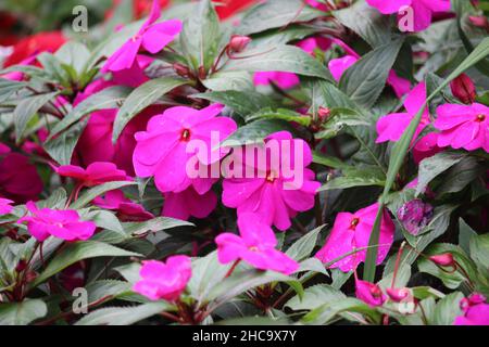 Farbige Wildblumen im Stadtpark in der Nähe der Straßenrand zwischen Dörfern Stockfoto