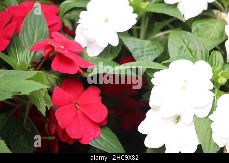 Farbige Wildblumen im Stadtpark in der Nähe der Straßenrand zwischen Dörfern Stockfoto