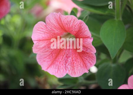 Farbige Wildblumen im Stadtpark in der Nähe der Straßenrand zwischen Dörfern Stockfoto