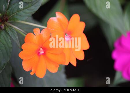 Farbige Wildblumen im Stadtpark in der Nähe der Straßenrand zwischen Dörfern Stockfoto