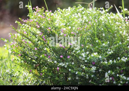Kleine Blumen ordentlich im Stadtpark in der Nähe des Hauses angeordnet Stockfoto