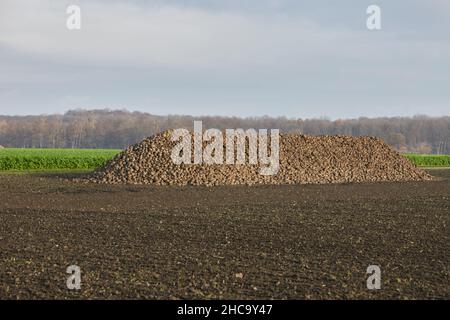 Berg frisch geernteter Rüben auf einem Feld Stockfoto