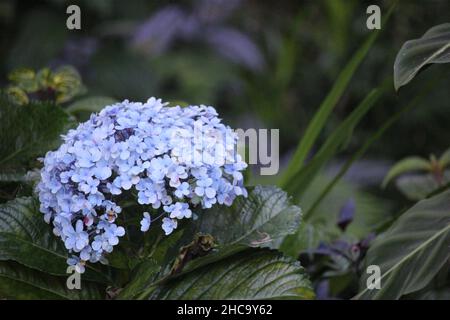 Farbige Wildblumen im Stadtpark in der Nähe der Straßenrand zwischen Dörfern Stockfoto