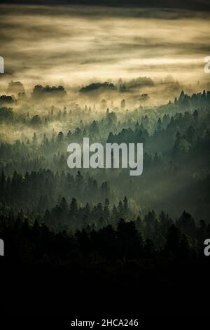 Geheimnisvoller Wald und Berge bei Sonnenaufgang. Die Bäume im Hinterlicht. Nationalpark Bieszczady, die Karpaten, Polen Stockfoto