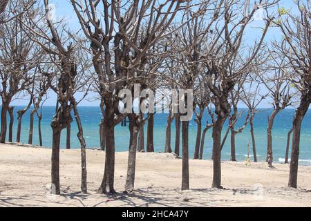 Der dare Mangrovenwald in der Nähe des blauen Strandes mit der Schönheit des Ozeans Stockfoto