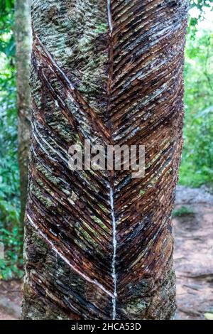 Rubber Tree, Hevea brasiliensis ist eine Kautschukholzart, die in den Regenwäldern im Amazonasgebiet Südamerikas beheimatet ist Stockfoto