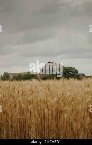 Vertikale Aufnahme einer Holzhütte in einem ländlichen Gebiet, umgeben von einem Weizenfeld Stockfoto