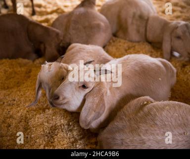 Ziegen auf der Drumlin Farm in Concord, MA Stockfoto