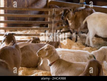 Ziegen auf der Drumlin Farm in Concord, MA Stockfoto