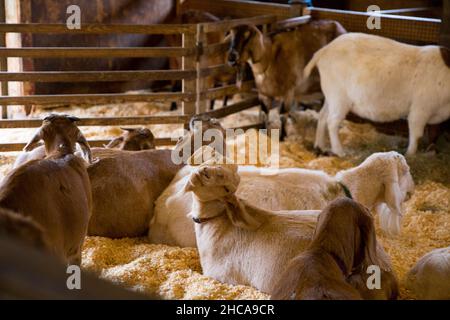 Ziegen auf der Drumlin Farm in Concord, MA Stockfoto