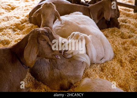 Ziegen auf der Drumlin Farm in Concord, MA Stockfoto