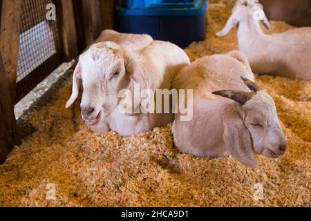 Ziegen auf der Drumlin Farm in Concord, MA Stockfoto