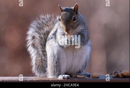 Suirrel auf dem Deck findet Erdnüsse Stockfoto