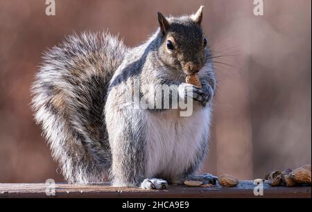 Suirrel auf dem Deck findet Erdnüsse Stockfoto