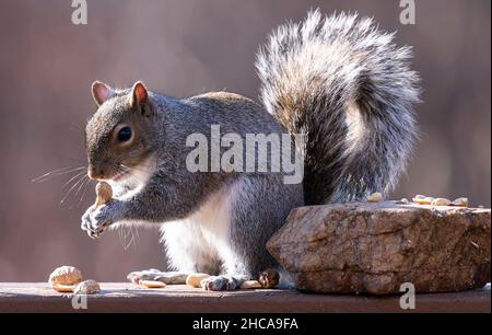 Suirrel auf dem Deck findet Erdnüsse Stockfoto
