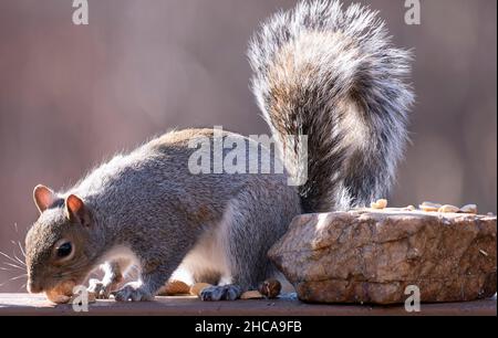 Suirrel auf dem Deck findet Erdnüsse Stockfoto