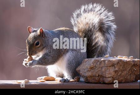 Suirrel auf dem Deck findet Erdnüsse Stockfoto
