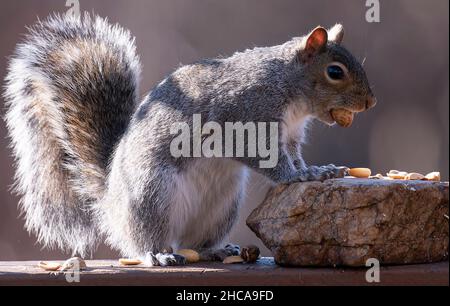 Suirrel auf dem Deck findet Erdnüsse Stockfoto