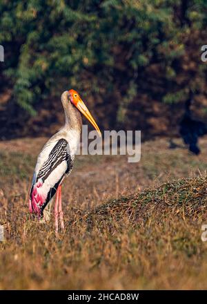 Ein gemalter Storch, der sich auf nassem Land ausruht und sich sonnt Stockfoto