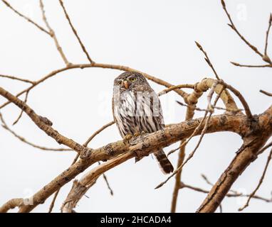 Nördliche Zwergeule (Glaucidium californicum) auf einem Ast thronend, sind Zwergeulen Tageseulen Colorado Rocky Mountains, USA Stockfoto