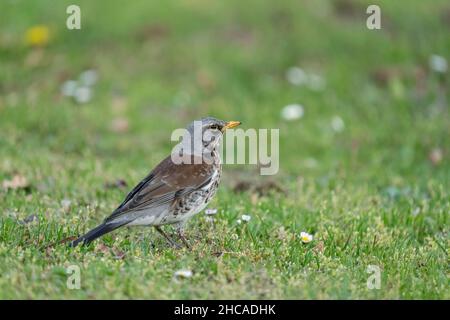 Feldfare (Turdus pilaris) auf der Jagd nach Regenwürmern im Frühjahr Stockfoto