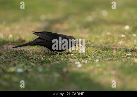 Amsel (Turdus merula) gräbt sich im Boden auf der Suche nach Nahrung Stockfoto