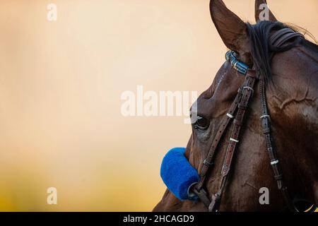 Arcardia, Kalifornien, USA. 26th Dez 2021. 26. Dezember 2021: Flightline #5, geritten von Jockey Flavien Prat, gewinnt am Eröffnungstag im Santa Anita Park in Arcadia, Kalifornien, am 26th. Dezember 2021 die Malibu Stakes (Grad 1). Alex Evers/Eclipse Sportswire/CSM/Alamy Live News Stockfoto