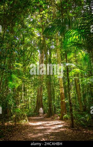 Das Mary Cairncross Scenic Reserve umfasst 55 Hektar subtropischen Regenwald mit Blick auf die Landschaft der Glass House Mountains Stockfoto