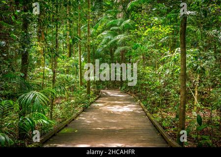 Das Mary Cairncross Scenic Reserve umfasst 55 Hektar subtropischen Regenwald mit Blick auf die Landschaft der Glass House Mountains Stockfoto