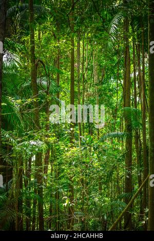 Das Mary Cairncross Scenic Reserve umfasst 55 Hektar subtropischen Regenwald mit Blick auf die Landschaft der Glass House Mountains Stockfoto