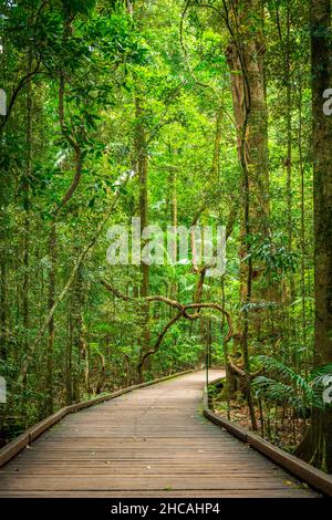 Das Mary Cairncross Scenic Reserve umfasst 55 Hektar subtropischen Regenwald mit Blick auf die Landschaft der Glass House Mountains Stockfoto