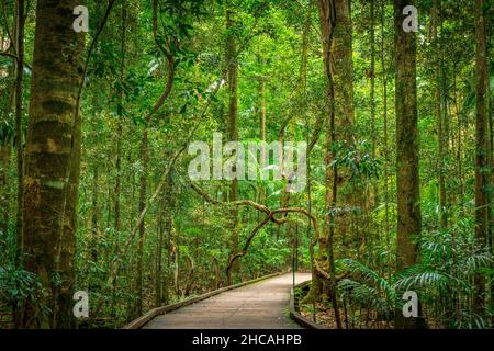 Das Mary Cairncross Scenic Reserve umfasst 55 Hektar subtropischen Regenwald mit Blick auf die Landschaft der Glass House Mountains Stockfoto