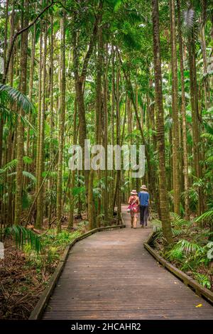 Das Mary Cairncross Scenic Reserve umfasst 55 Hektar subtropischen Regenwald mit Blick auf die Landschaft der Glass House Mountains Stockfoto