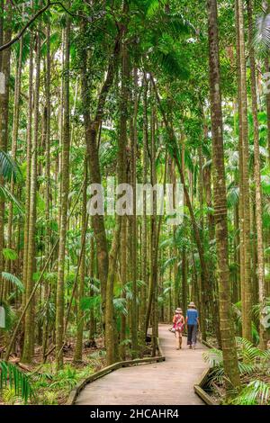 Das Mary Cairncross Scenic Reserve umfasst 55 Hektar subtropischen Regenwald mit Blick auf die Landschaft der Glass House Mountains Stockfoto