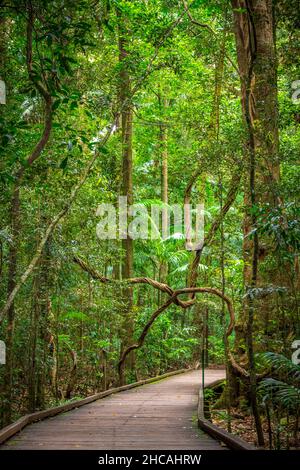 Das Mary Cairncross Scenic Reserve umfasst 55 Hektar subtropischen Regenwald mit Blick auf die Landschaft der Glass House Mountains Stockfoto