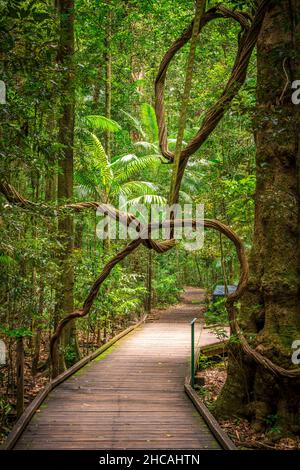 Das Mary Cairncross Scenic Reserve umfasst 55 Hektar subtropischen Regenwald mit Blick auf die Landschaft der Glass House Mountains Stockfoto