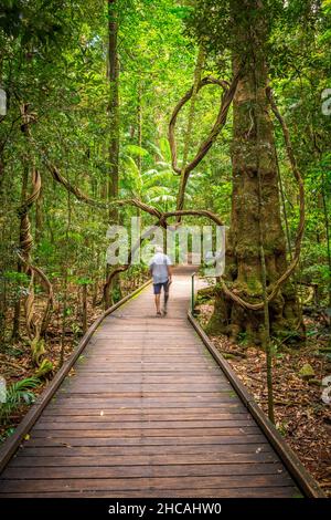 Das Mary Cairncross Scenic Reserve umfasst 55 Hektar subtropischen Regenwald mit Blick auf die Landschaft der Glass House Mountains Stockfoto