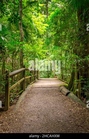 Das Mary Cairncross Scenic Reserve umfasst 55 Hektar subtropischen Regenwald mit Blick auf die Landschaft der Glass House Mountains Stockfoto