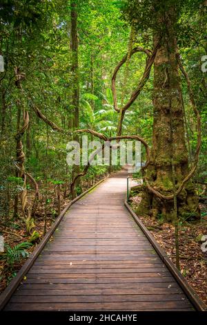 Das Mary Cairncross Scenic Reserve umfasst 55 Hektar subtropischen Regenwald mit Blick auf die Landschaft der Glass House Mountains Stockfoto